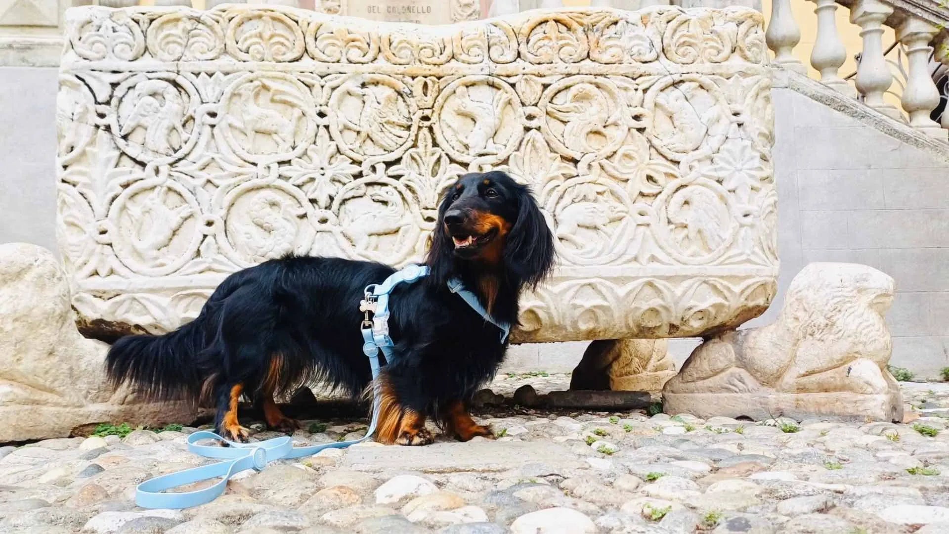 Cane con set Guinzaglio in Biothane per cane utilizzato durante una passeggiata all’aperto