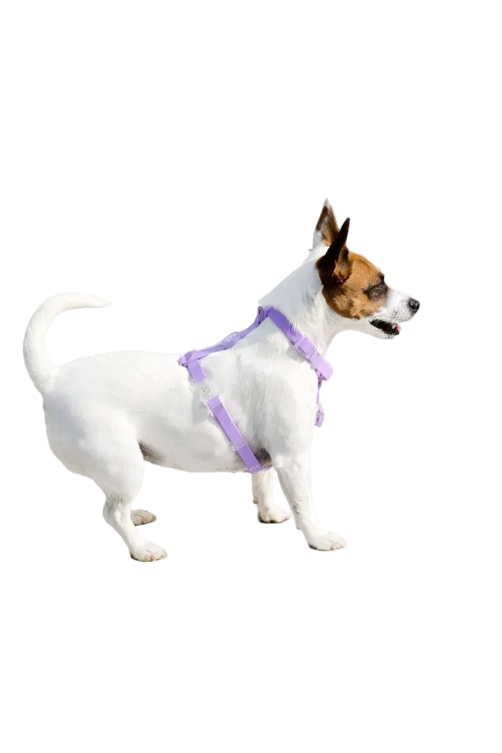 Biothane® H-Harness and Leash Set for Dogs