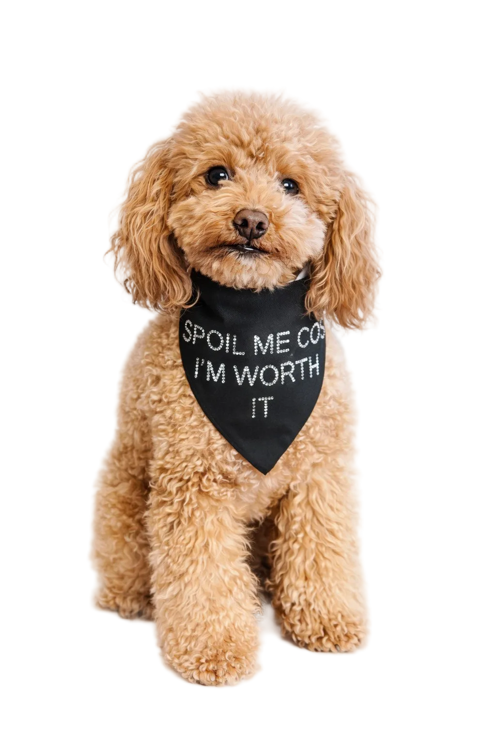"Spoil Me Cos I'm Worth It" Dog Bandanas with Rhinestones | Dventotto®