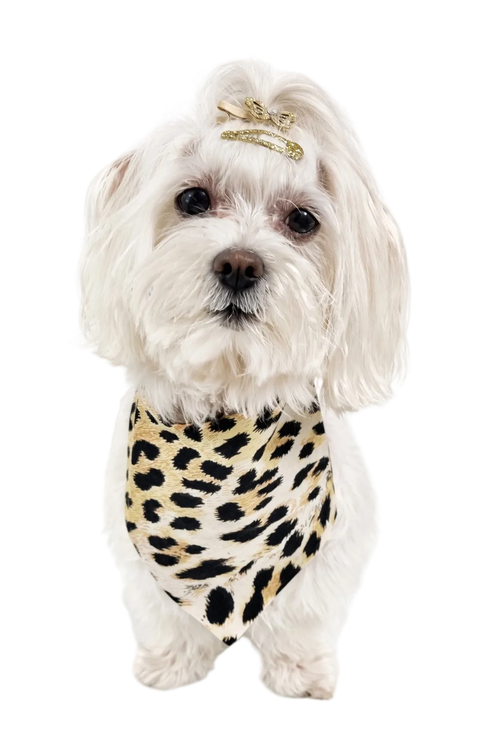Bandana Reversibile per Cane Leopard e Camouflage | DIXY'S