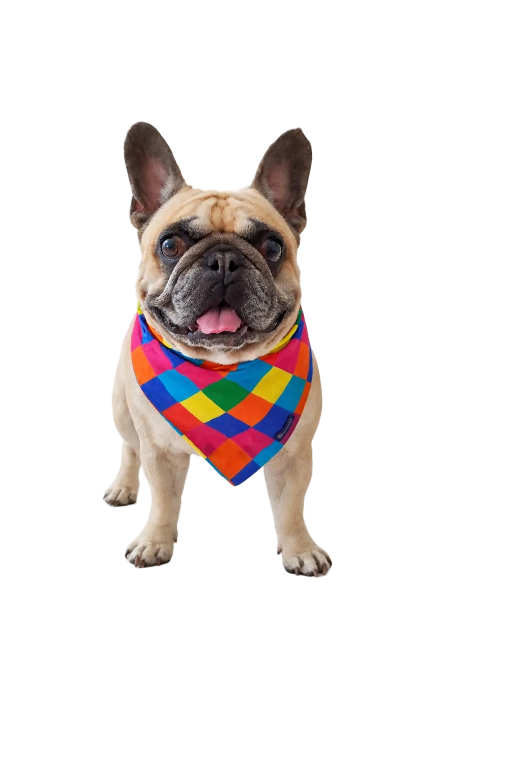 Reversible Dog Bandana Harlequin and Candy | Dventotto®