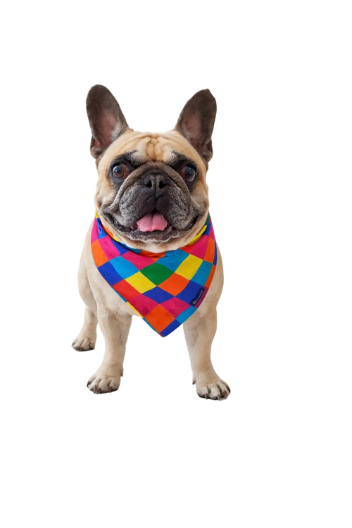 Reversible Dog Bandana Harlequin and Candy | Dventotto®