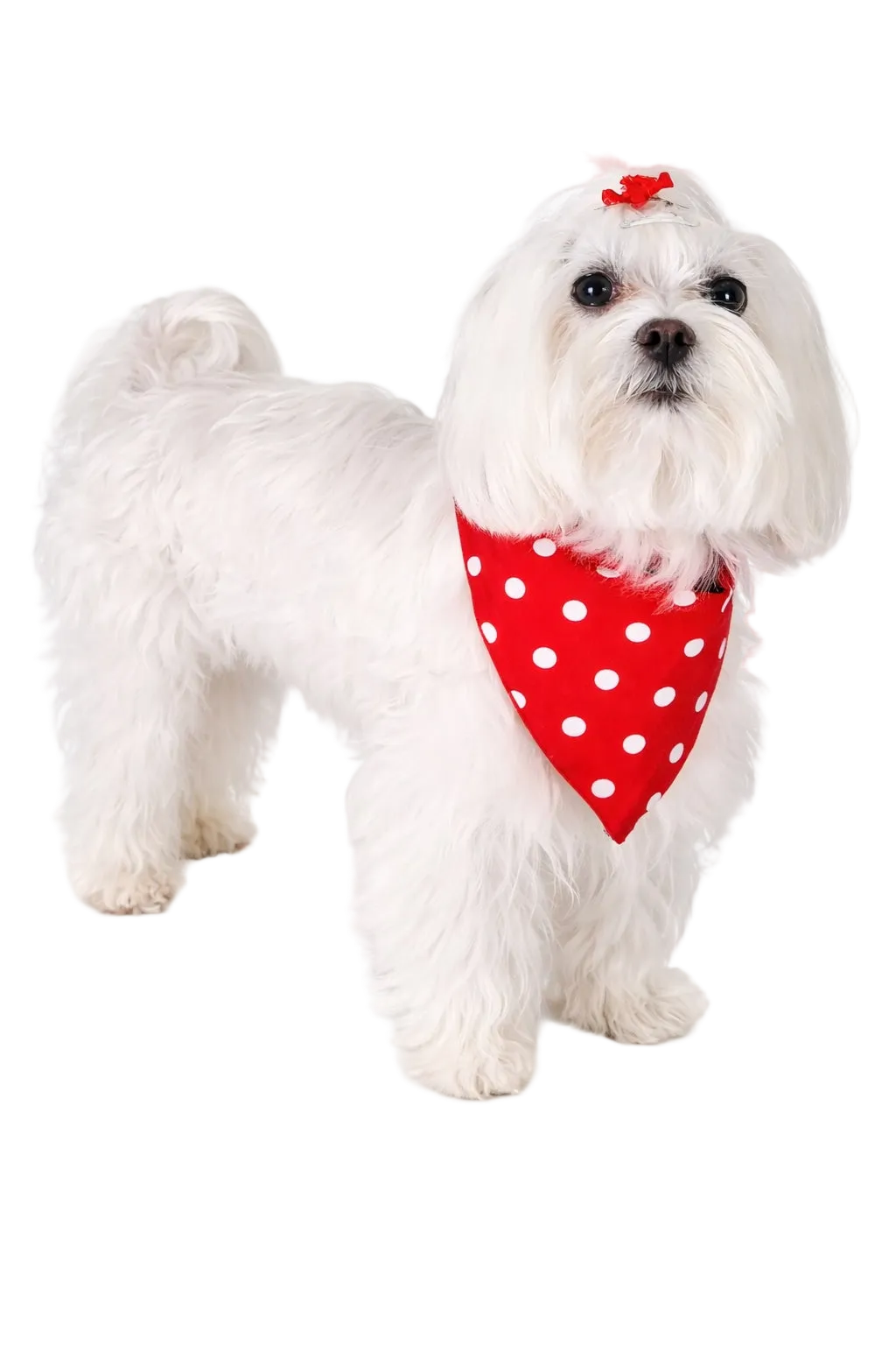 Bandana Reversibile per Cane Fiori e Pois Made in Italy | Dventotto®
