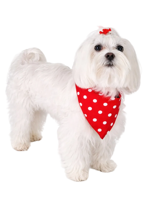 Reversible Dog Bandana Flowers and Polka Dots | Dventotto®