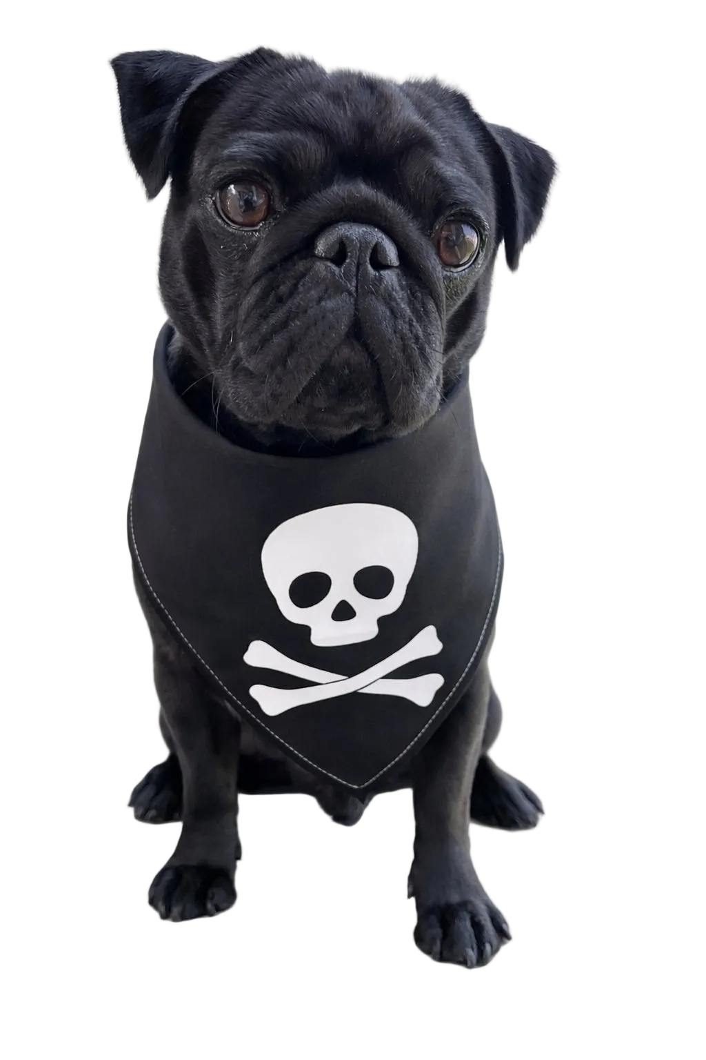 Bandana per Cane Jolly Roger con Bordo Satinato Made in Italy | Dventotto®