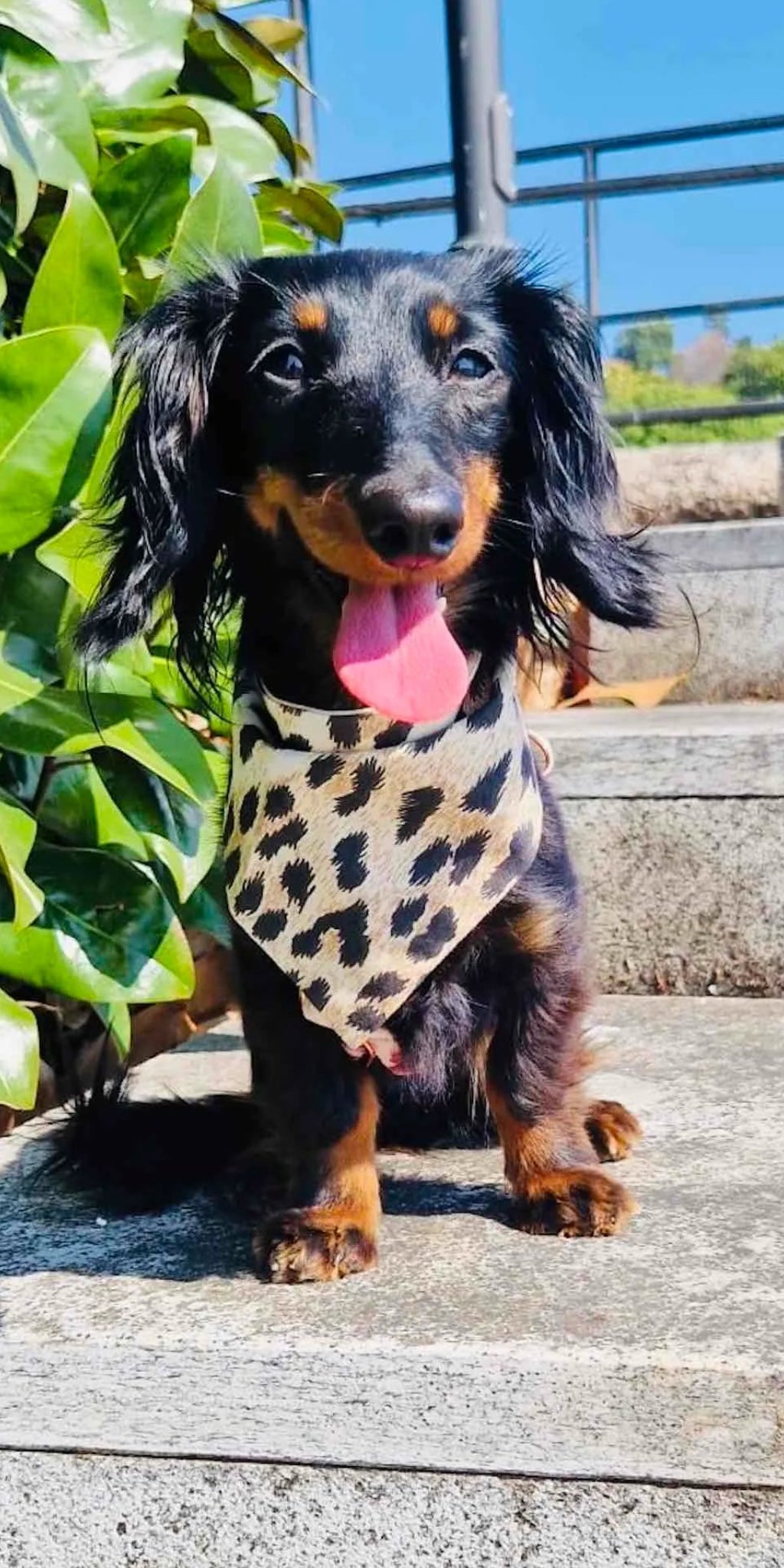 Reversible Dog Bandana Leopard and Camouflage | DIXY'S