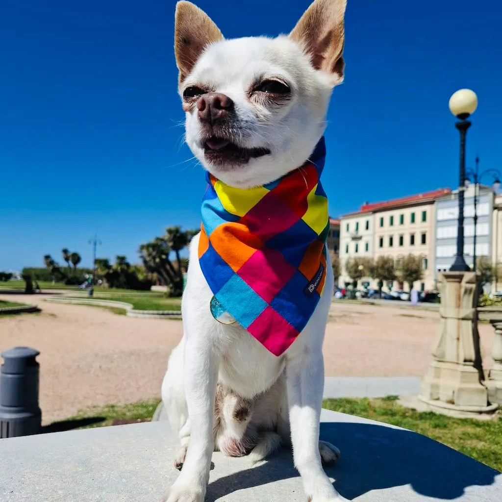 Reversible Dog Bandana Harlequin and Candy | Dventotto®