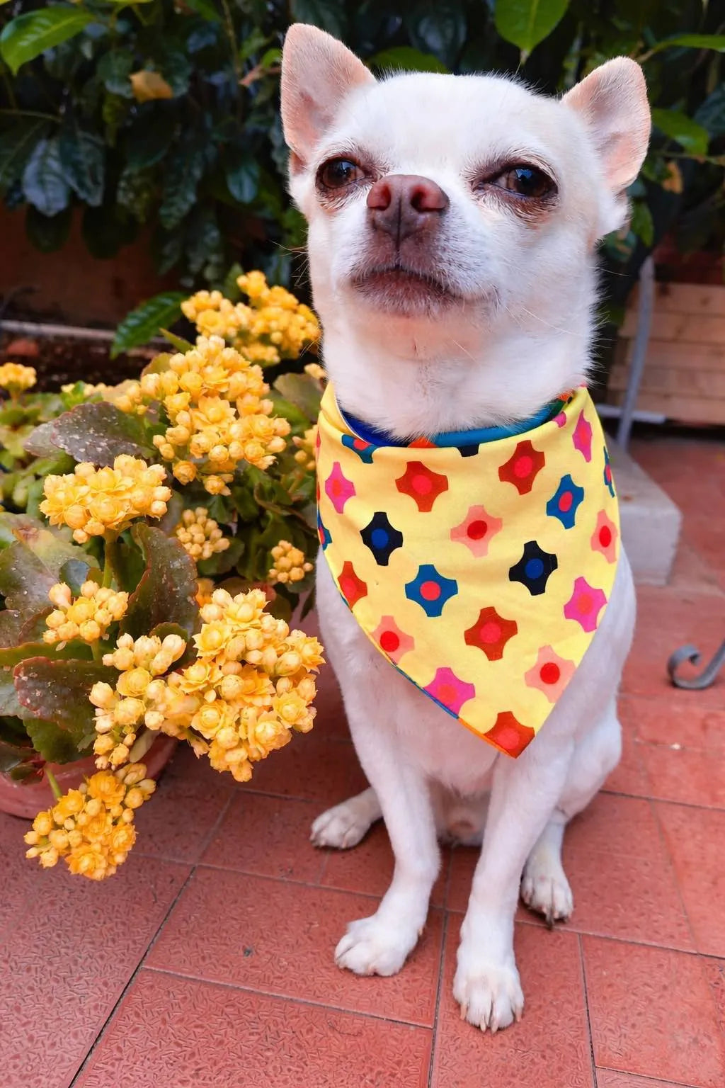 Bandana Reversibile per Cane Harlequin e Candy | Dventotto®