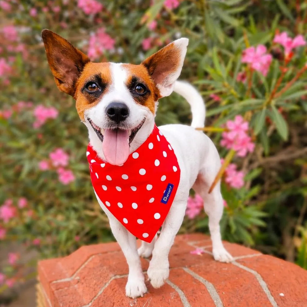 Bandana Reversibile per Cane Fiori e Pois Made in Italy | Dventotto®