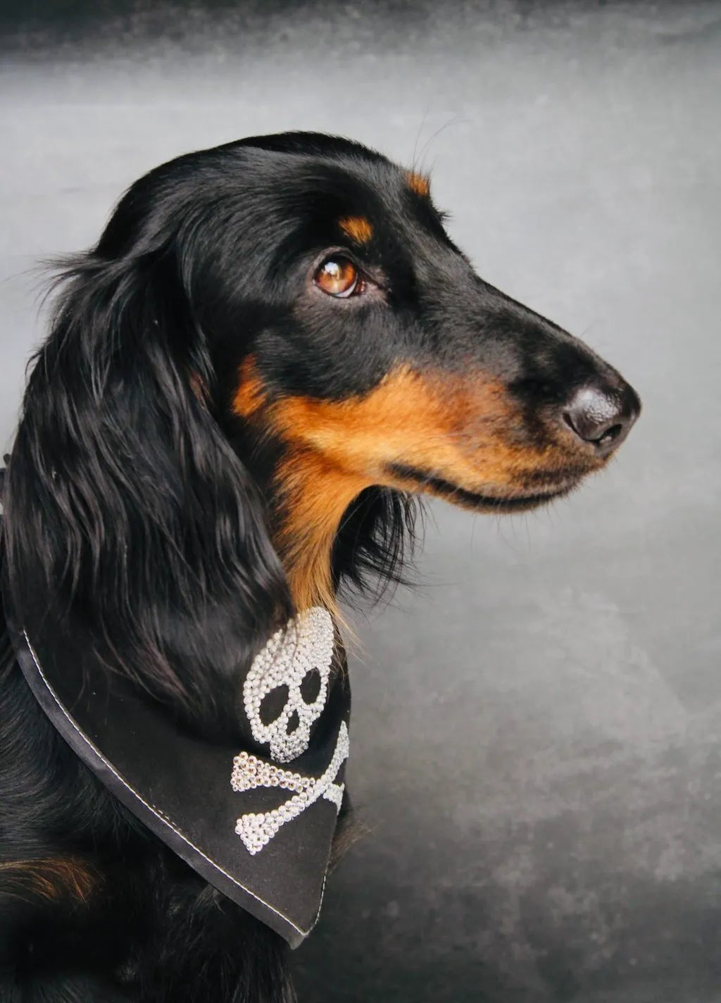 Jolly Roger Dog Bandana with Rhinestones | Dventotto®