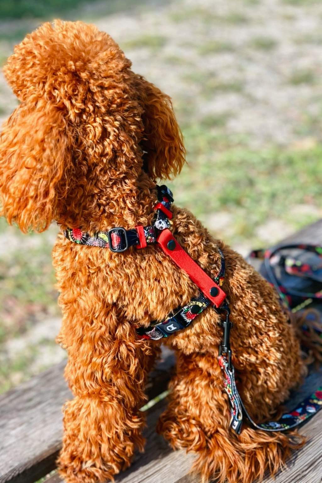 Rascal H-Harness and Leash Set for Dogs