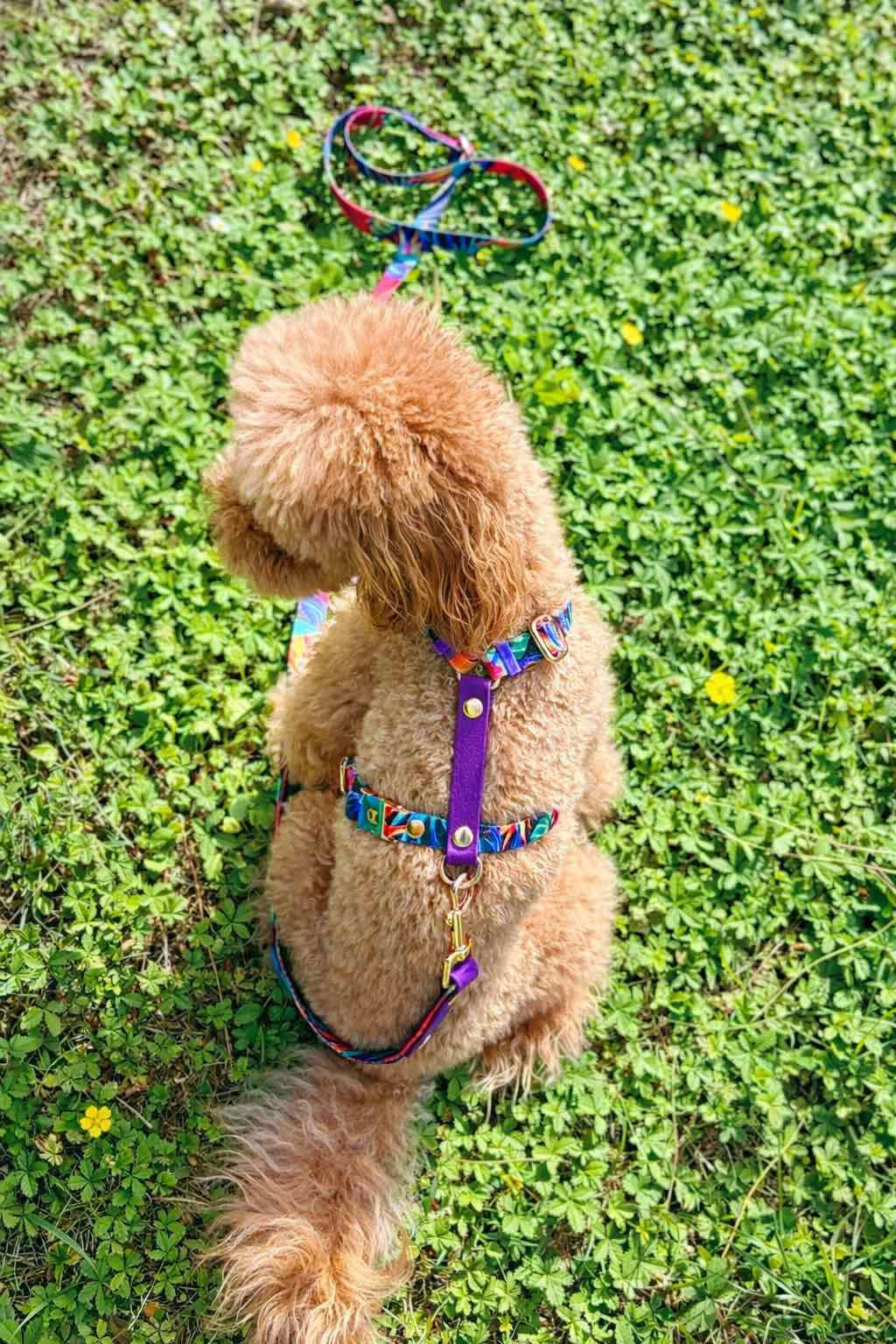 Garden H-Harness and Leash Set for Dogs