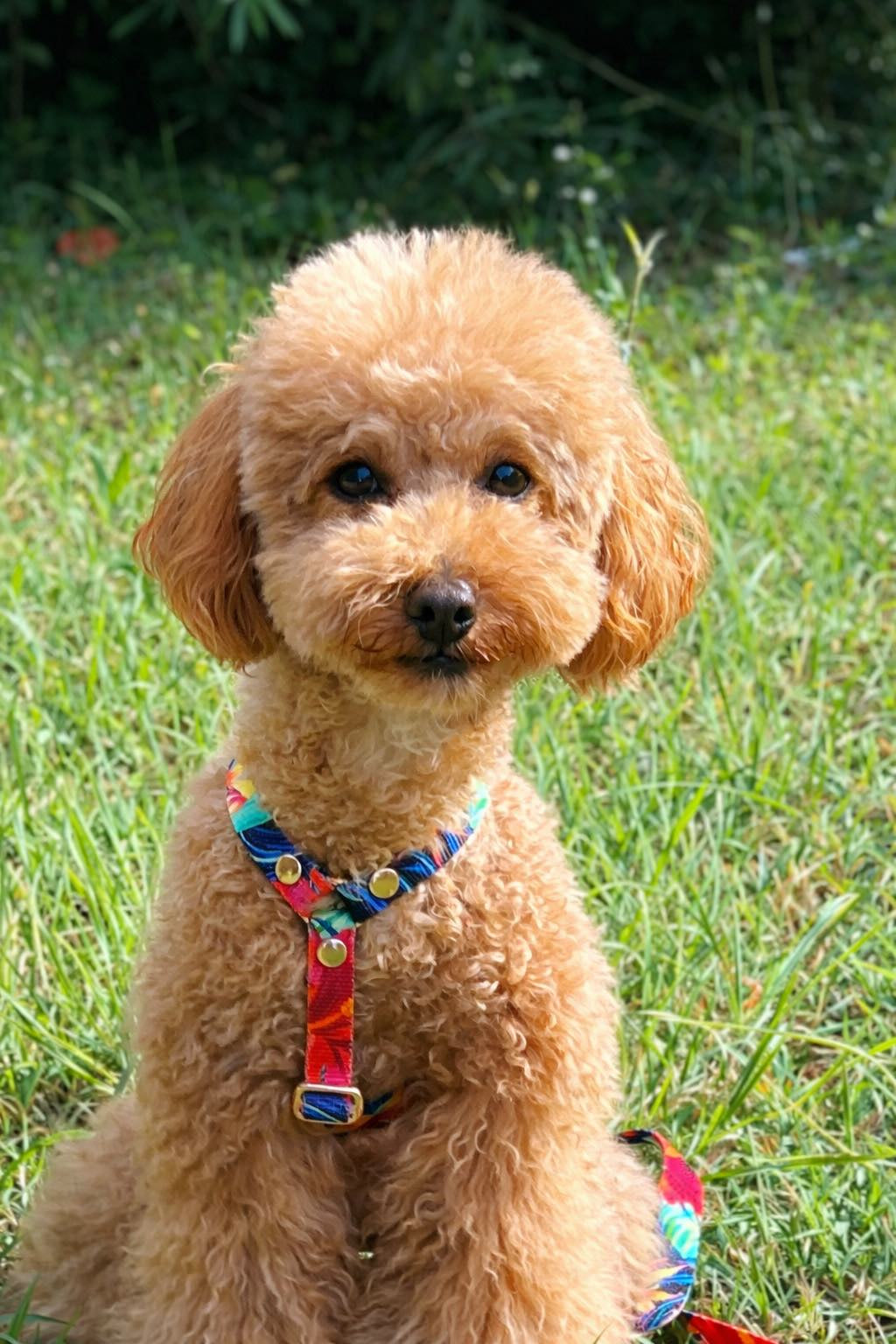 Garden H-Harness and Leash Set for Dogs