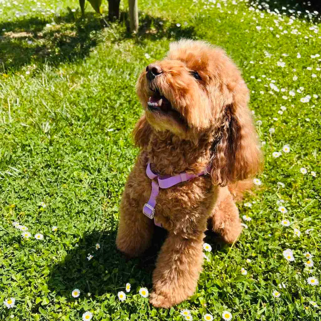 Pettorina ad H per Cane in Biothane® Impermeabile e Regolabile