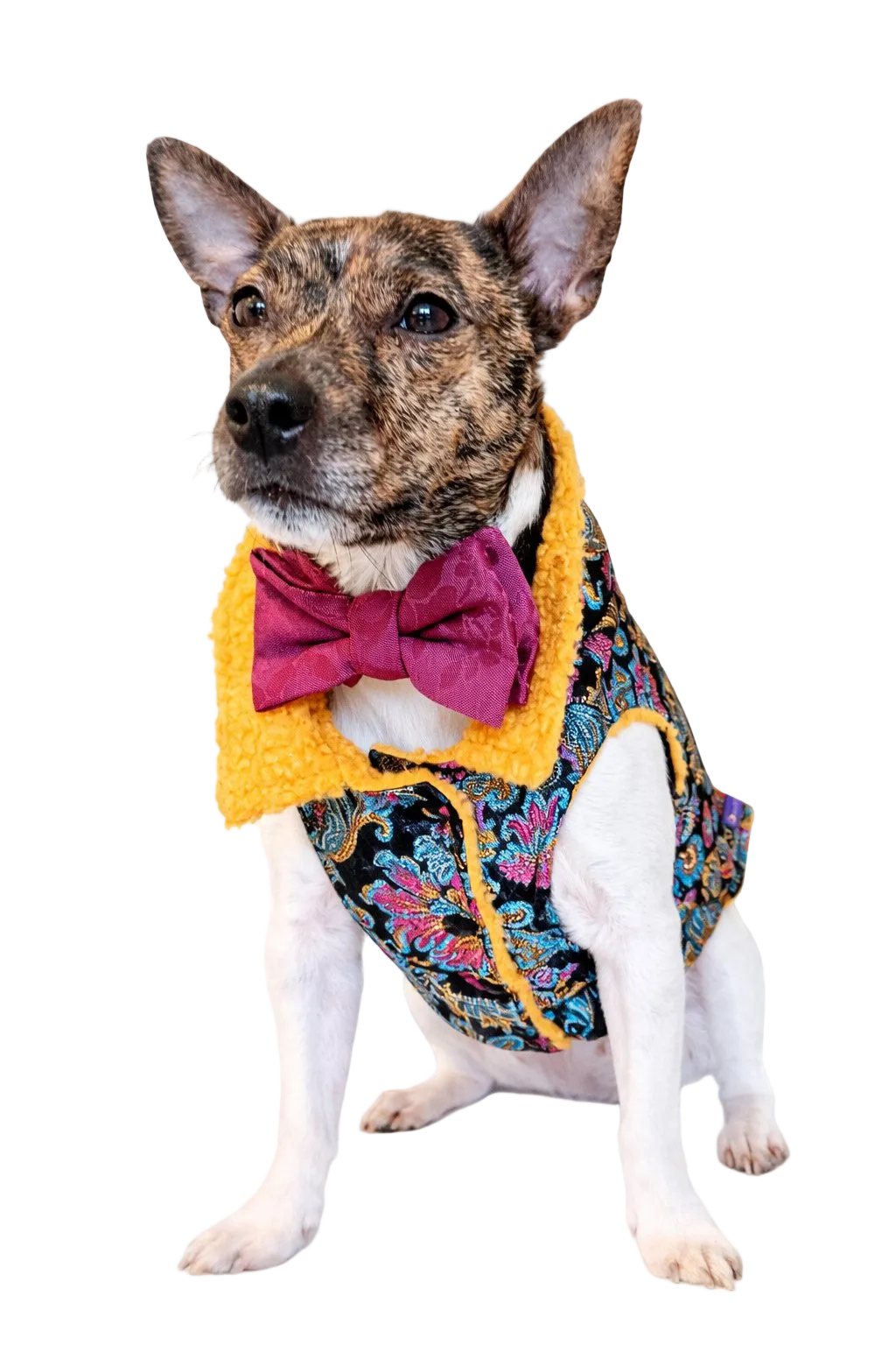 Orient Brocade Dog Coat | Dventotto®