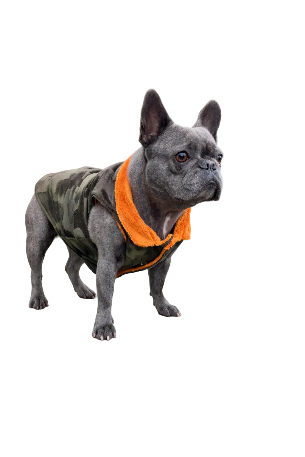 Kamo Faux Fur Coat for Brachycephalic Breeds | Dventotto®