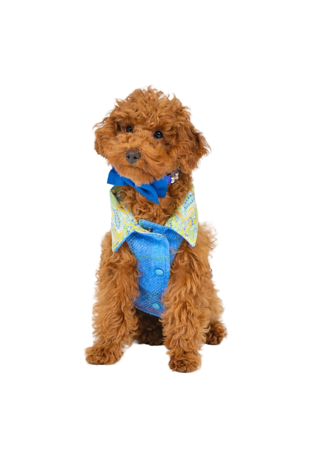 Cappotto per Cane Hebrides Blu in lana Harris Tweed® | Dventotto®