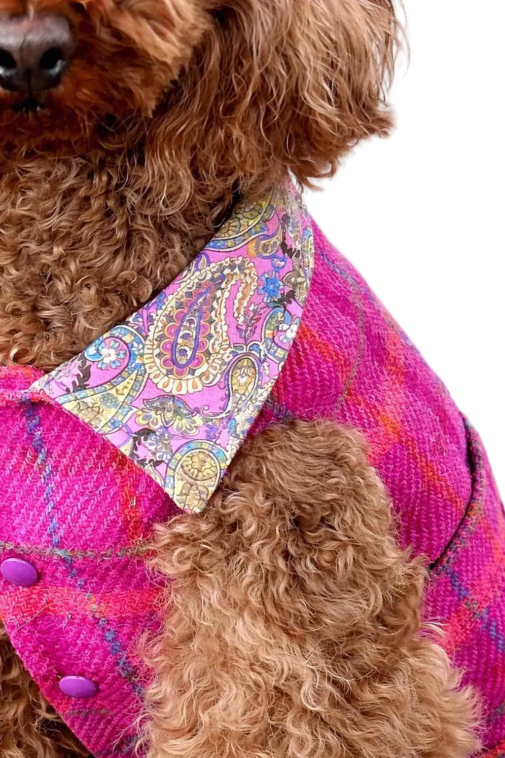 Hebrides dog coat (fuchsia) in Harris Tweed® wool | Dventotto®