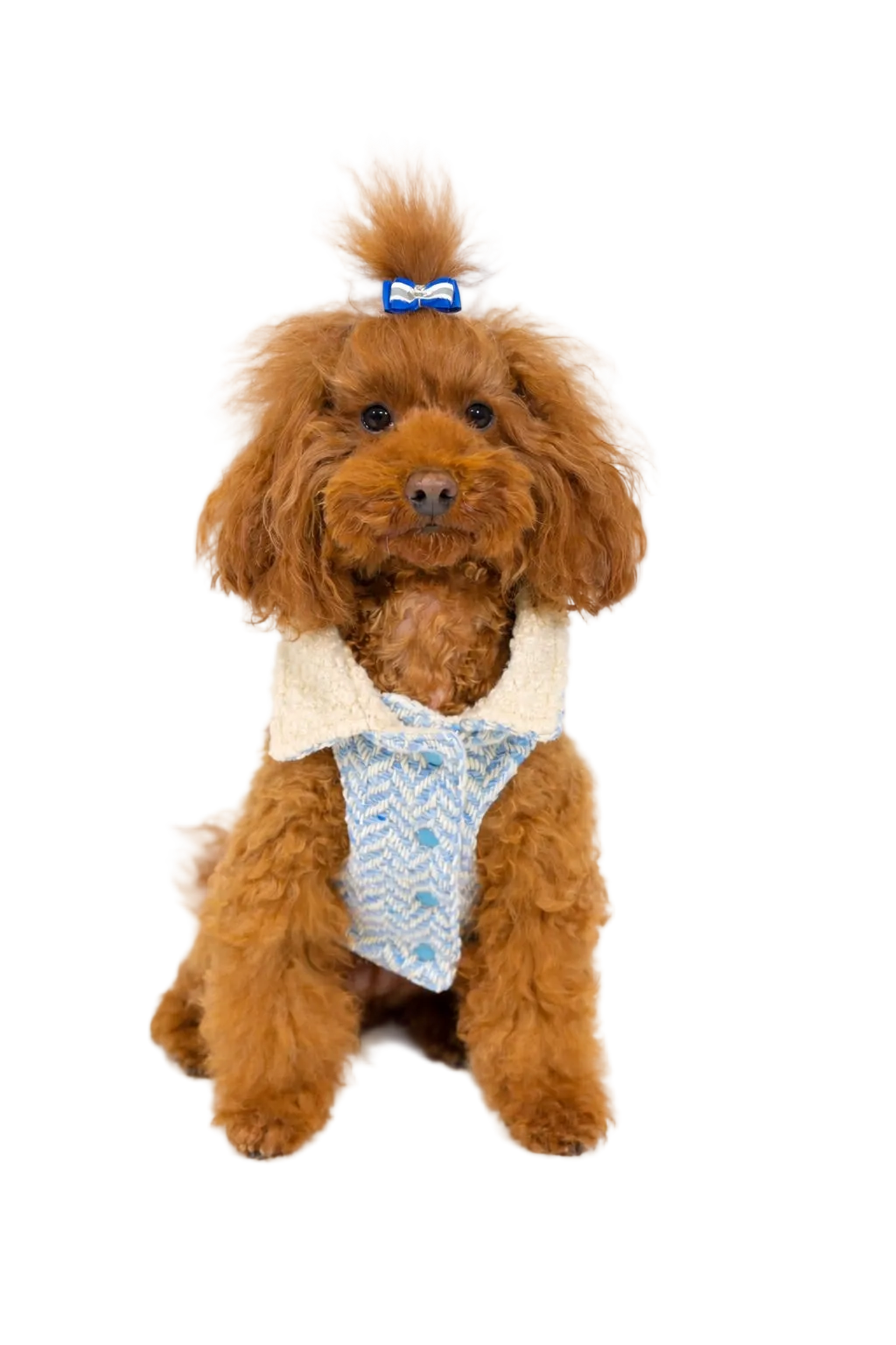 Roma dog coat in herringbone tweed | Dventotto®