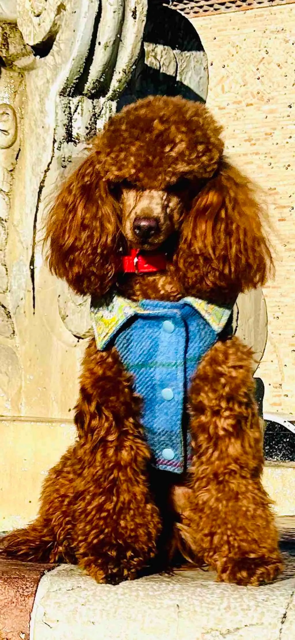 Cappotto per Cane Hebrides Blu in lana Harris Tweed® | Dventotto®