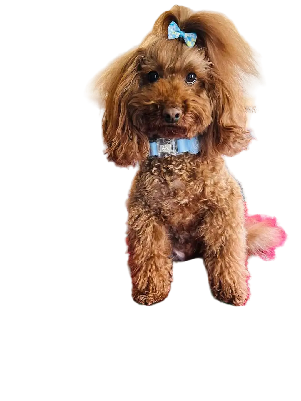 Waterproof and Adjustable Biothane® Dog Collar