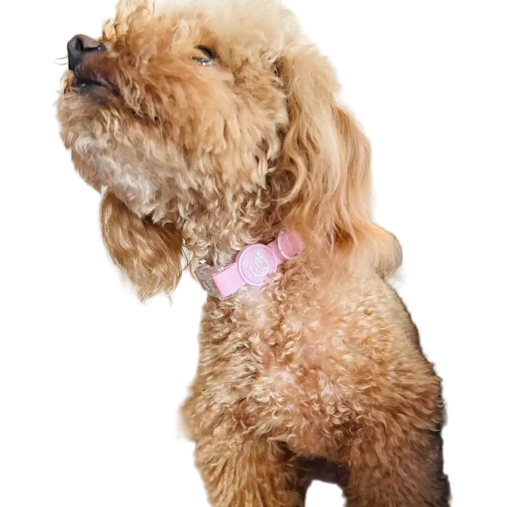 Waterproof and Adjustable Biothane® Dog Collar