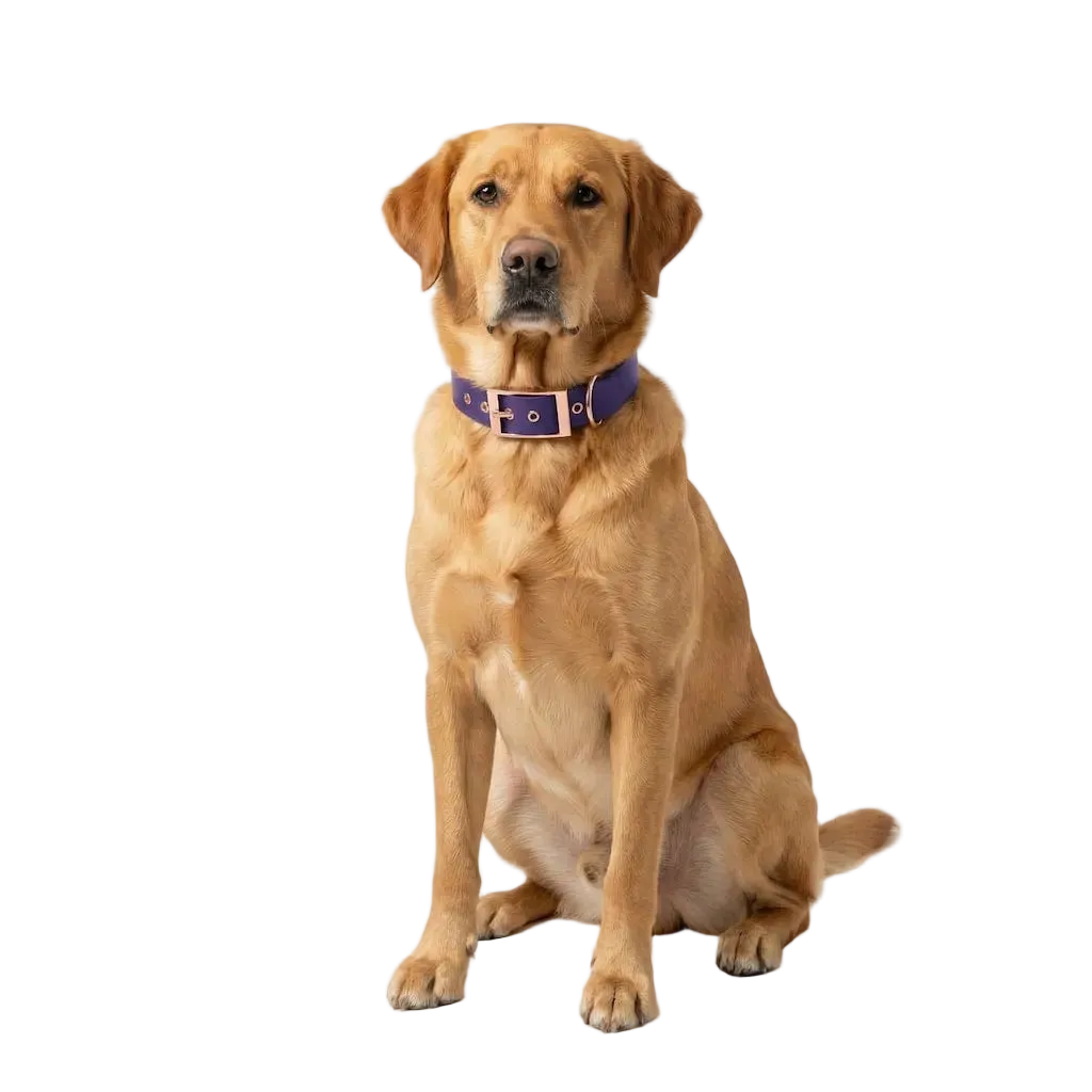 Garden Dog Collar – Durable and Adjustable for Daily Use