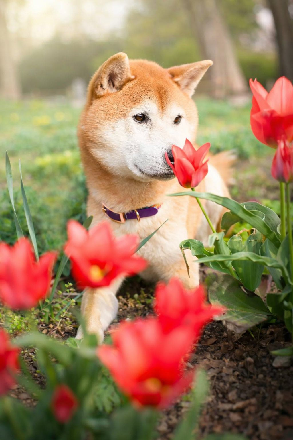 Garden Collar and Leash Set for Dogs