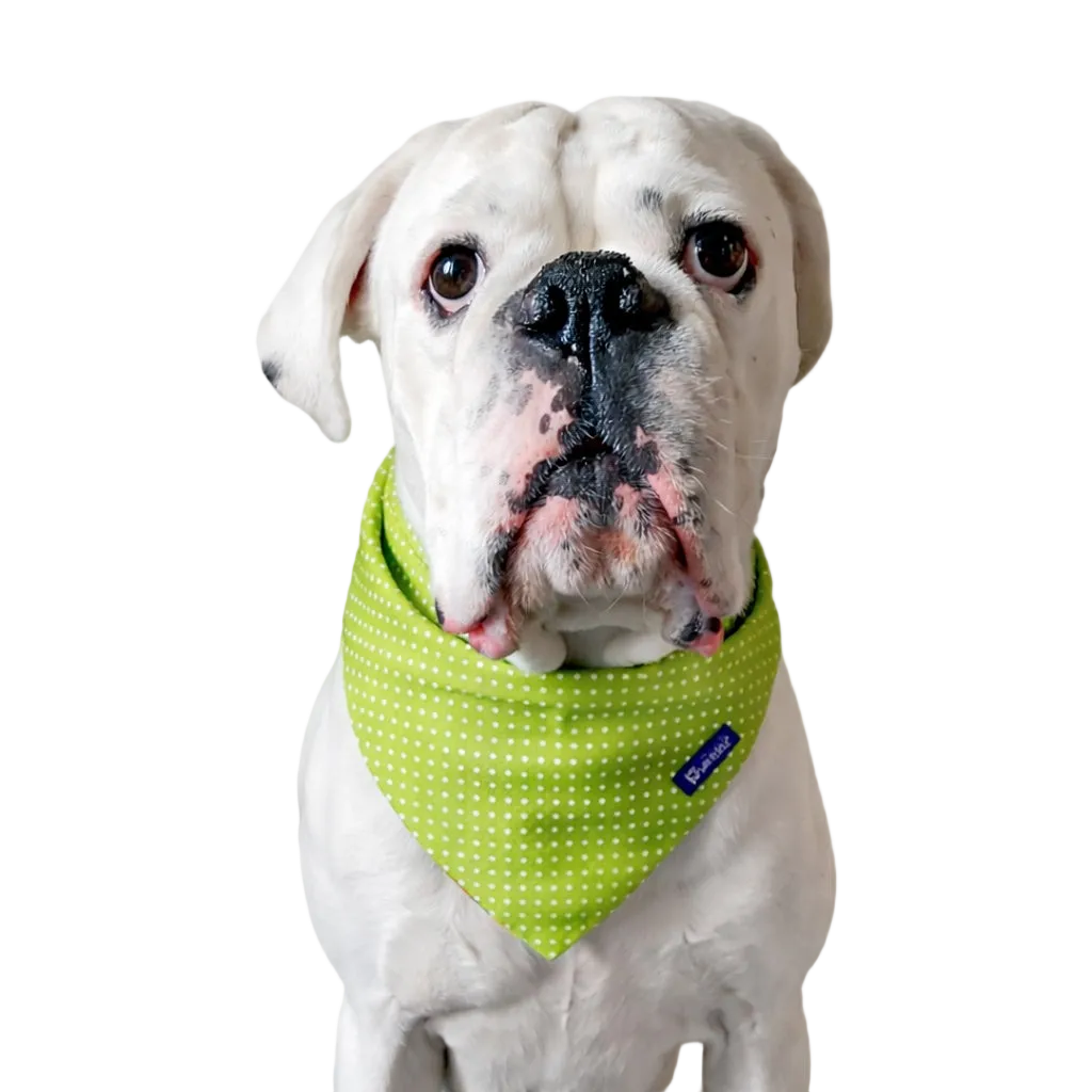 Reversible Dog Bandana in Cotton Blocks and Polka Dots | Dventotto®