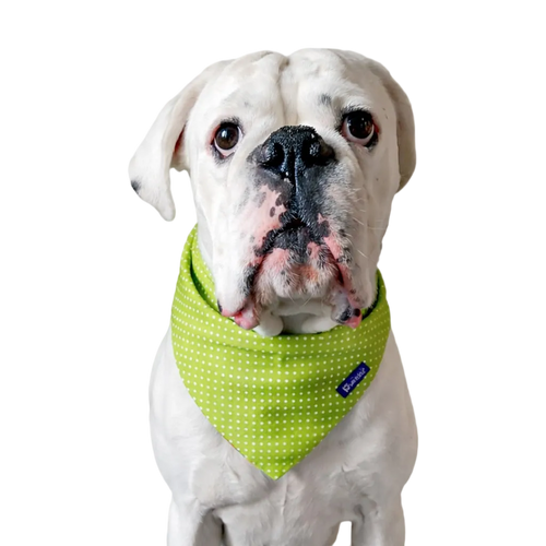 Reversible Dog Bandana in Cotton Blocks and Polka Dots | Dventotto®