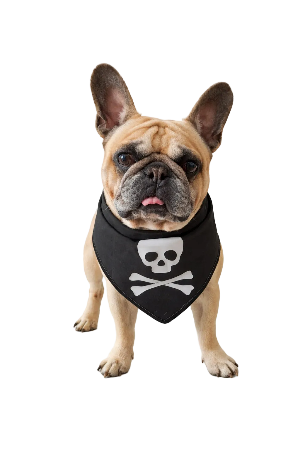 Bandana per Cane Jolly Roger con Bordo Satinato Made in Italy | Dventotto®