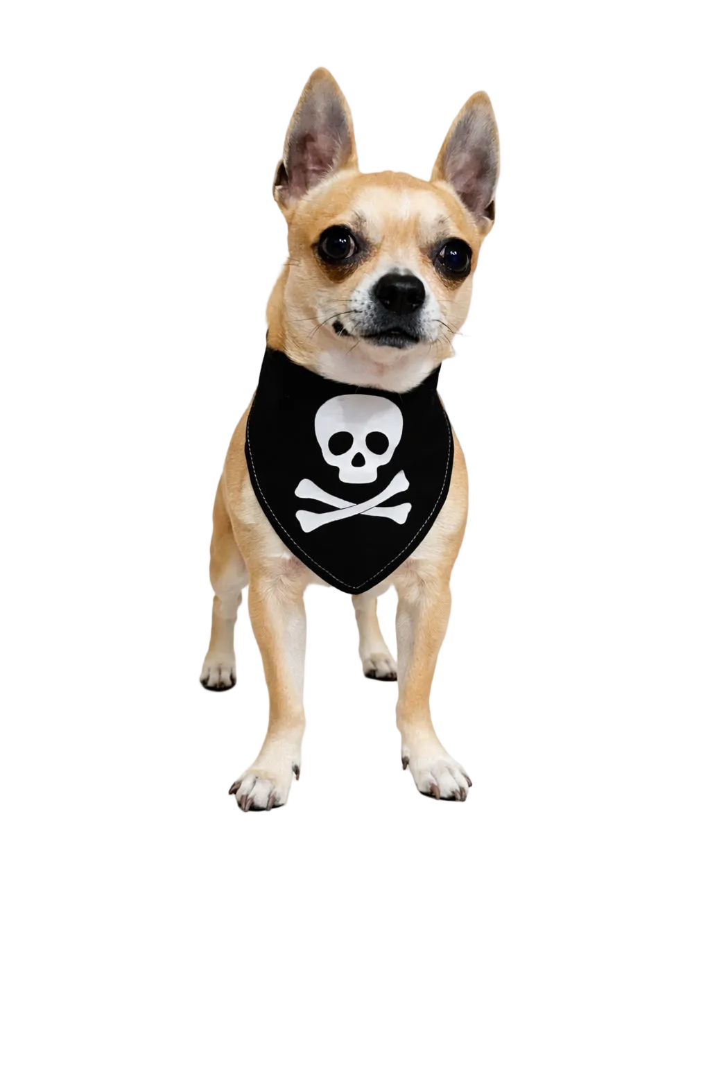 Jolly Roger Dog Bandana with Satin Trim | Dventotto®