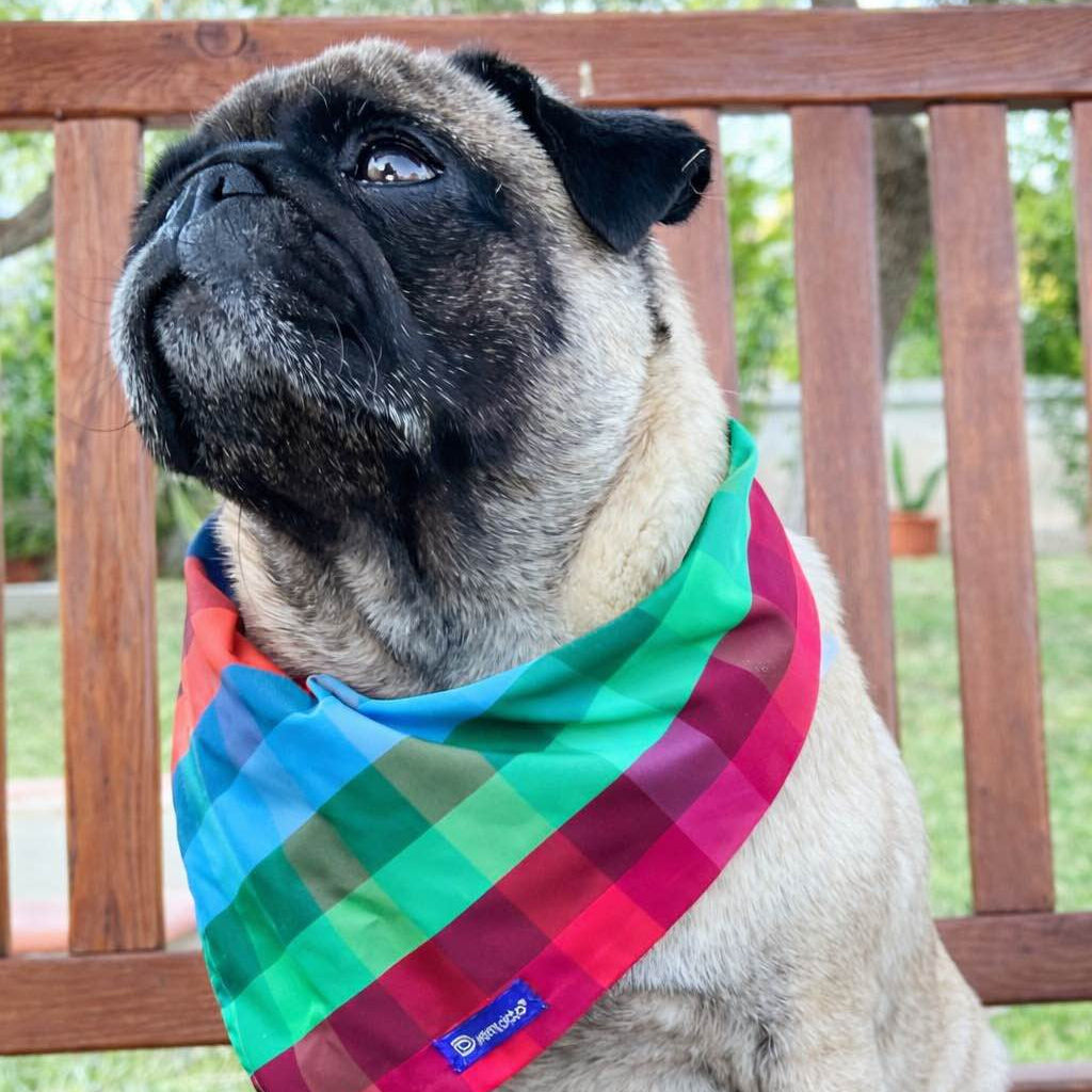 Reversible Dog Bandana in Floral and Gingham Cotton | Dventotto®