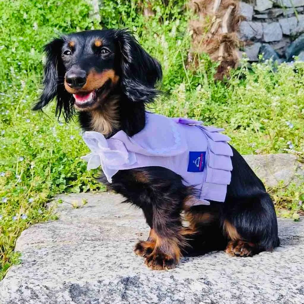 Vestito pettorina per cane stile marinaio