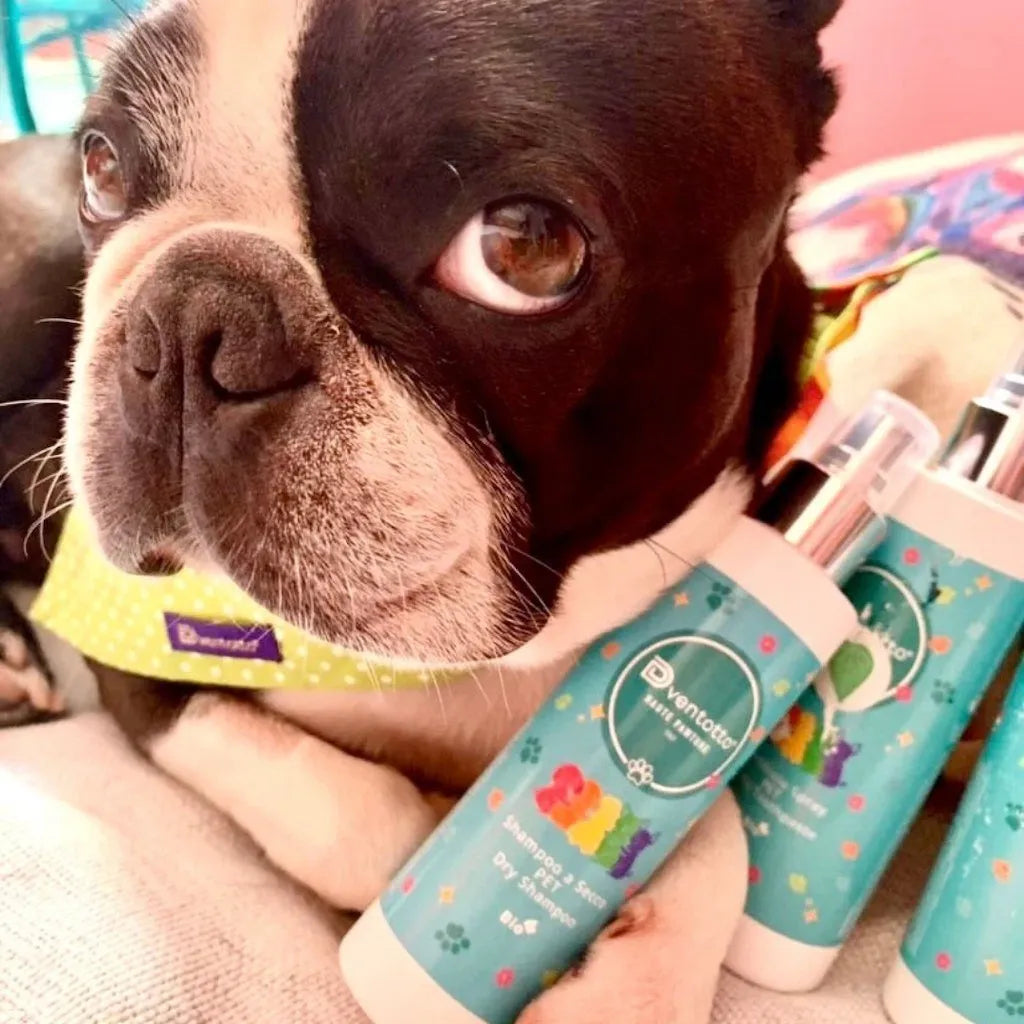 Essential Dog Travel Kits | Dventotto®