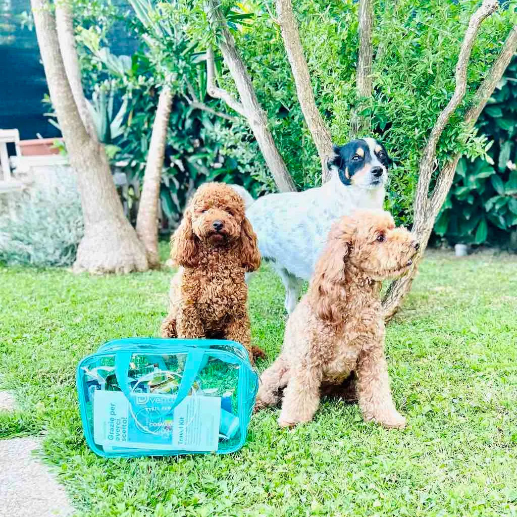 Essential Dog Travel Kits | Dventotto®