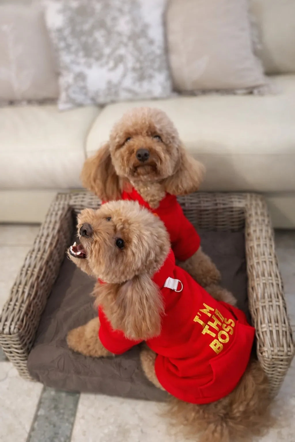 "I'm the Boss" Dog Hoodie | DIXY'S