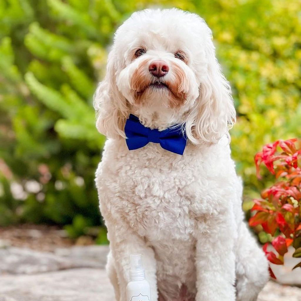Handmade Italian Damask Fabric Dog Bow Tie | DIXY'S
