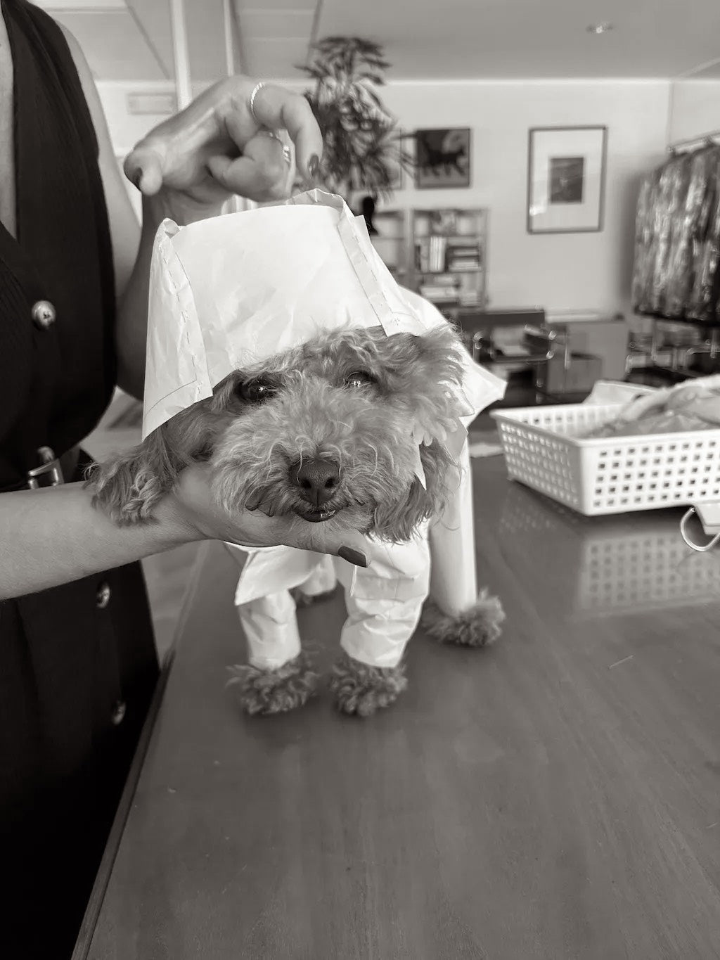 Bubbles dog suit raincoat - lightweight and breathable