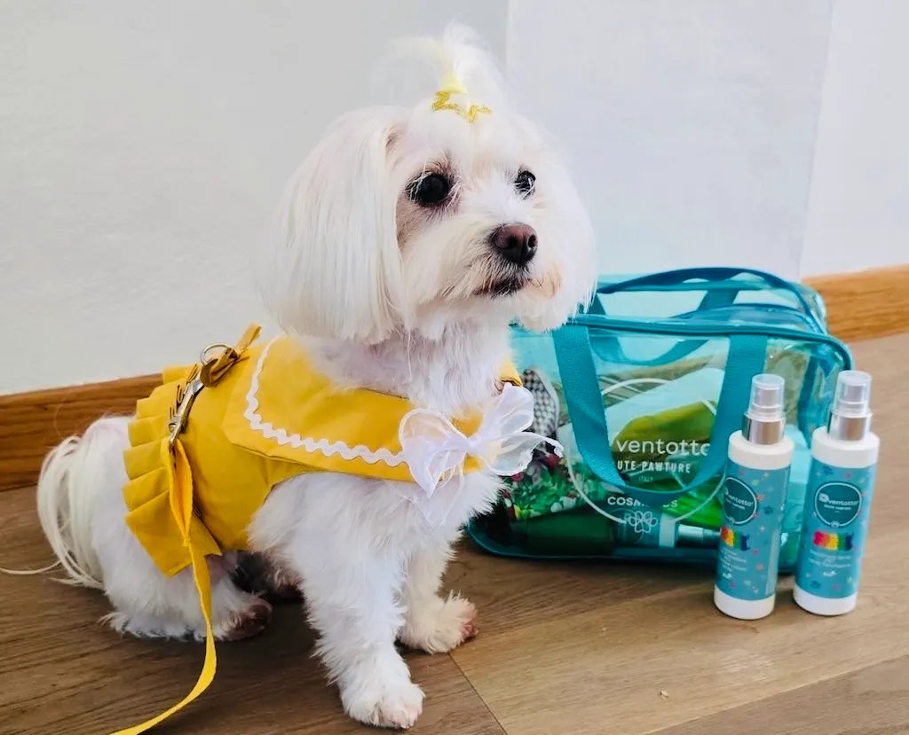 Essential Dog Travel Kits | Dventotto®