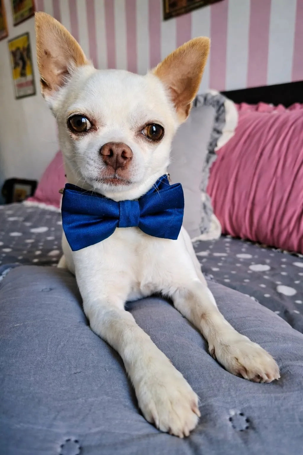Handmade Italian Damask Fabric Dog Bow Tie | DIXY'S