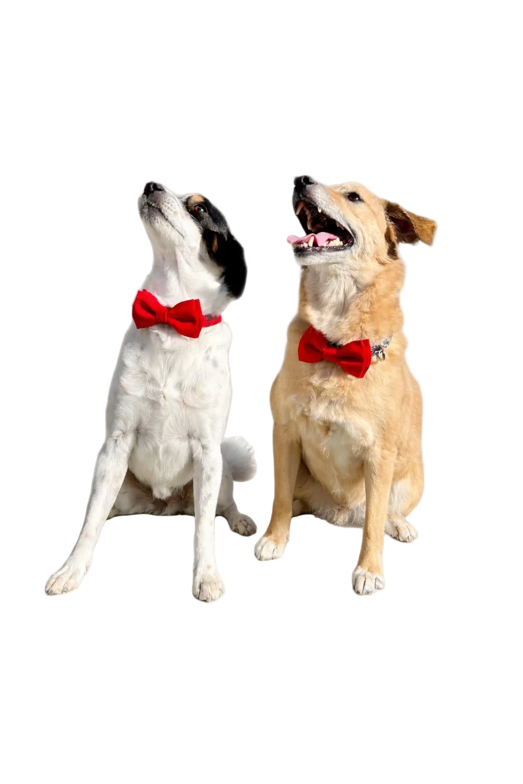 Handmade Italian Damask Fabric Dog Bow Tie | DIXY'S