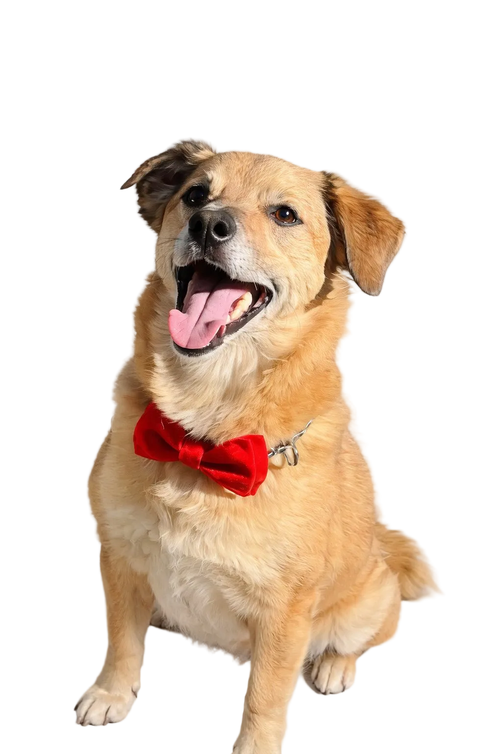 Handmade Italian Damask Fabric Dog Bow Tie | DIXY'S