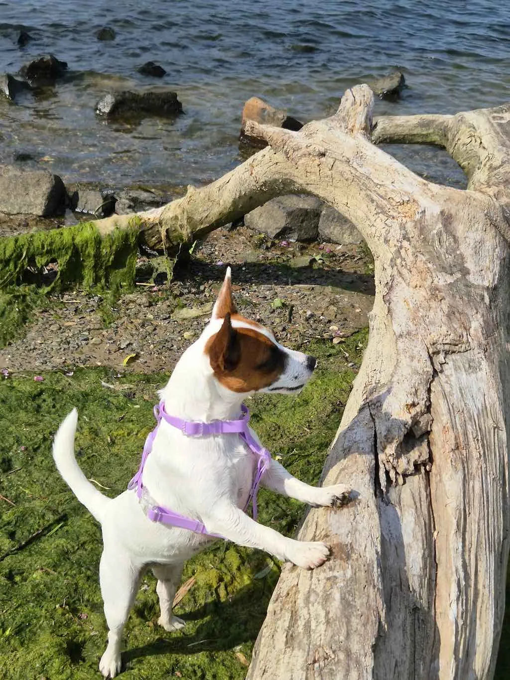 Biothane® H-Harness and Leash Set for Dogs