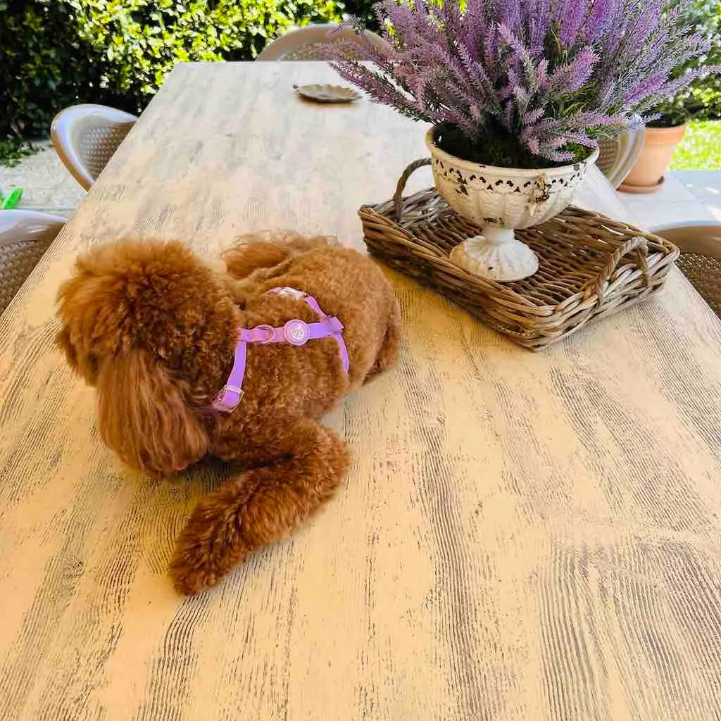 H-Harness for Dogs in Waterproof and Adjustable Biothane®