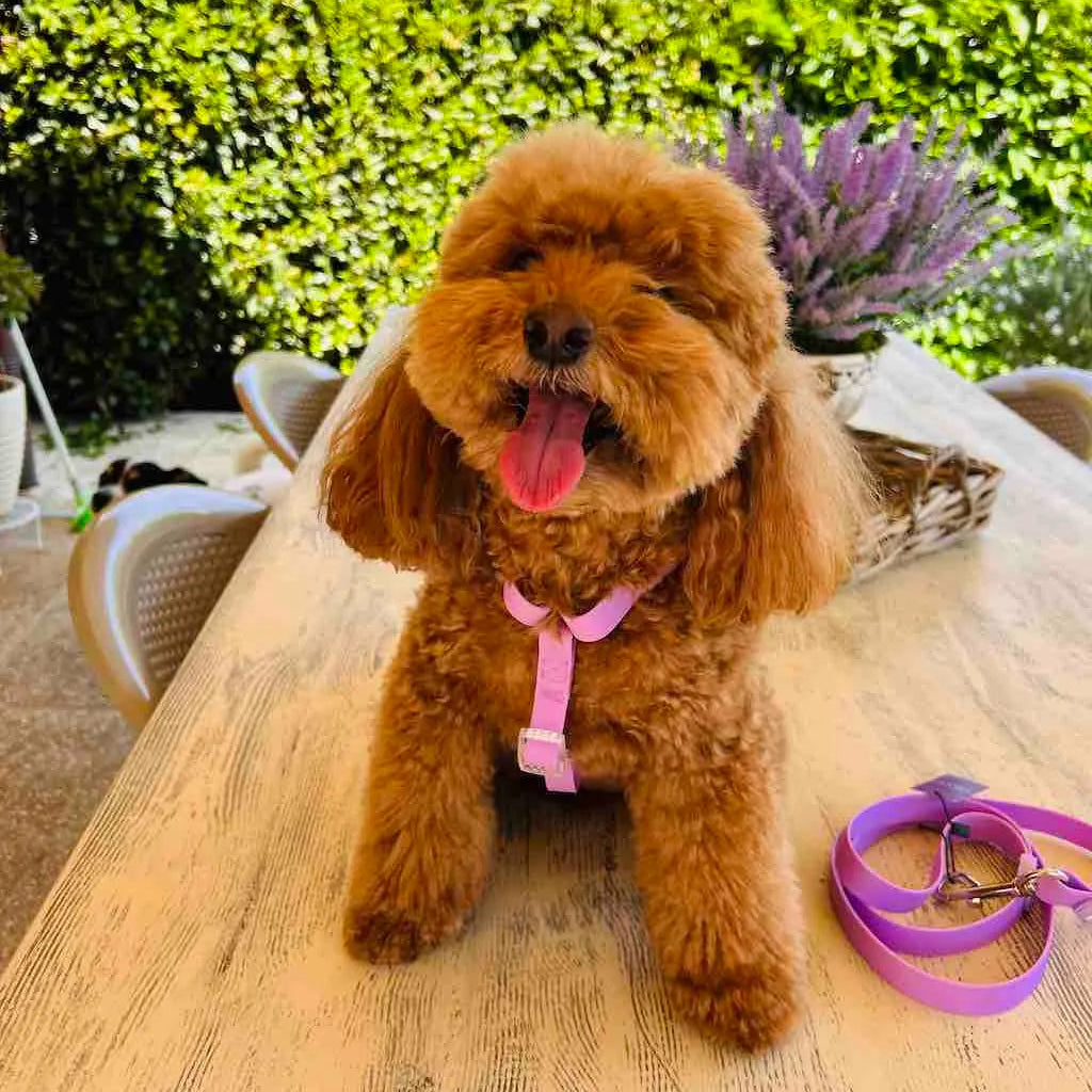 Biothane® H-Harness and Leash Set for Dogs