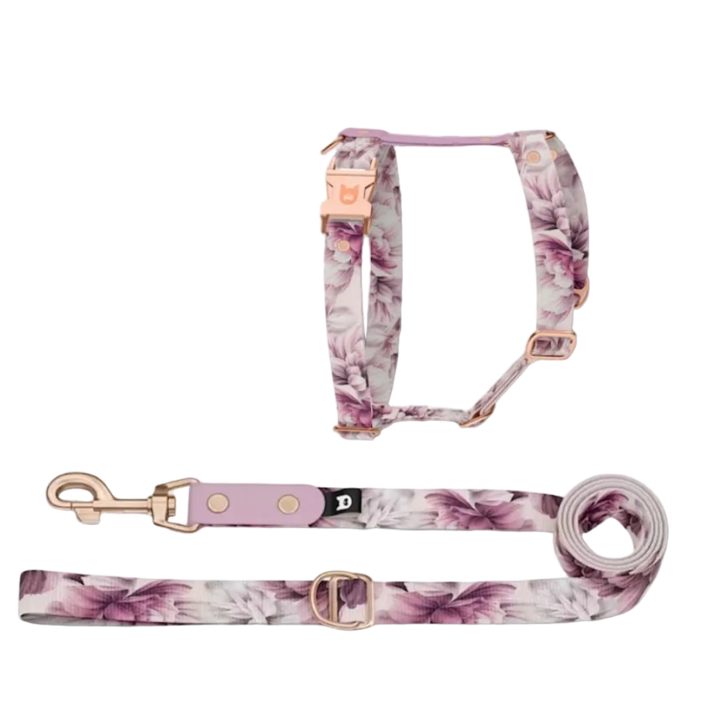 Spring H-Harness and Leash Set for Dogs