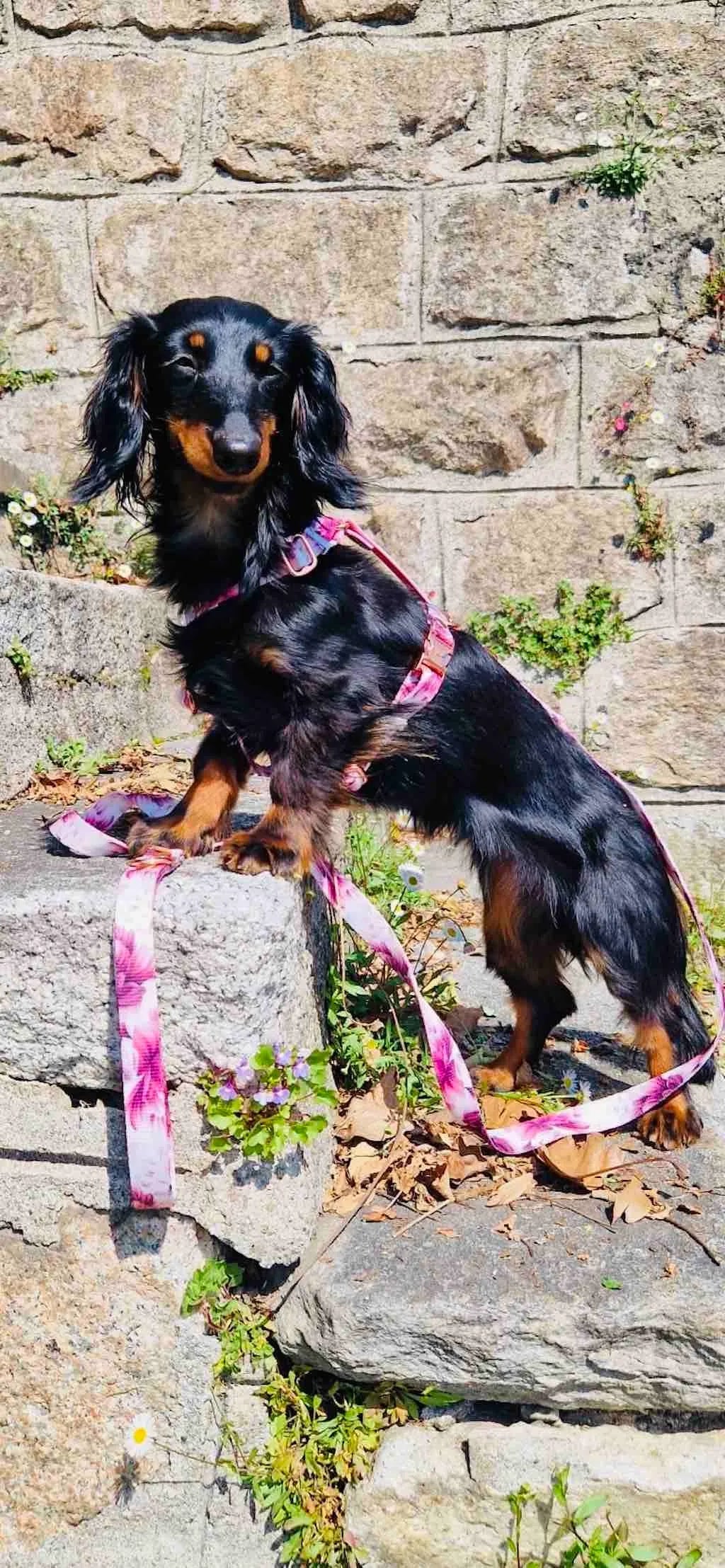 Spring H-Harness and Leash Set for Dogs