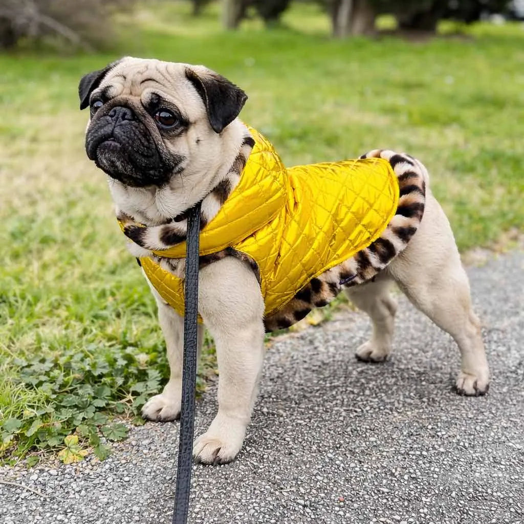 Dog Down Jacket Mod. Gold - Made in Italy | Dixystore