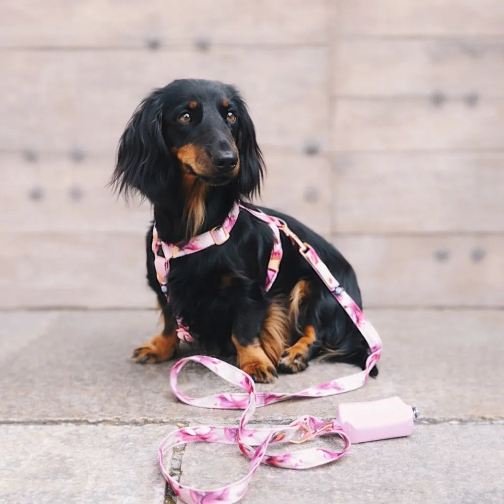 Spring H-Harness and Leash Set for Dogs